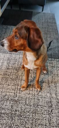 Toller aktiver Hund in liebevolle Hände abzugeben