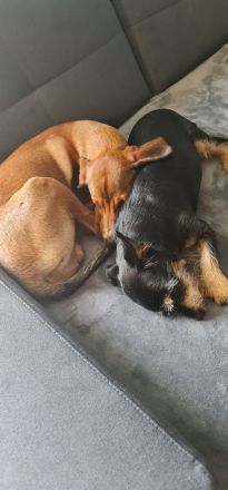 Toller aktiver Hund in liebevolle Hände abzugeben