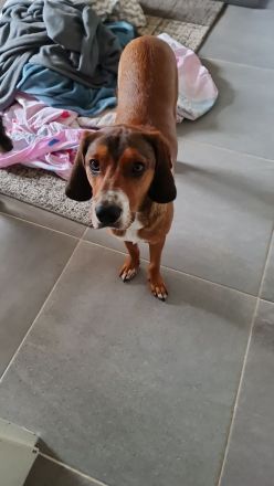 Toller aktiver Hund in liebevolle Hände abzugeben