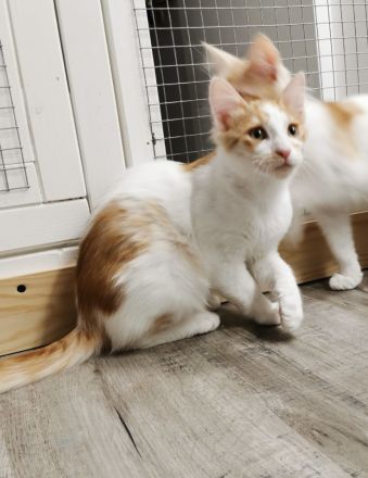 Türkisch Angora Kater Glorian ( Kitten ) mit Stammbaum sucht eine liebevolle Familie