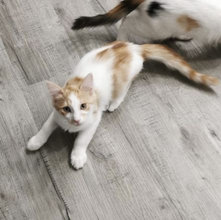 Türkisch Angora Kater Glorian ( Kitten ) mit Stammbaum sucht eine liebevolle Familie