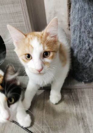 Türkisch Angora Kater Glorian ( Kitten ) mit Stammbaum sucht eine liebevolle Familie