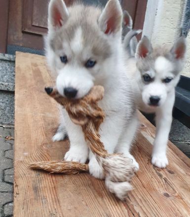 Siberian Husky Welpen suchen ihre Familien