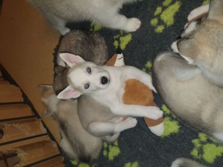 Siberian Husky Welpen suchen ihre Familien