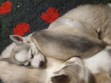 Siberian Husky Welpen suchen ihre Familien