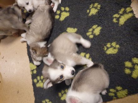 Siberian Husky Welpen suchen ihre Familien
