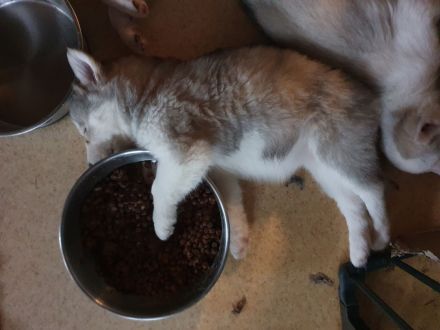 Siberian Husky Welpen suchen ihre Familien