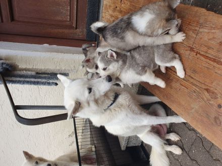 Siberian Husky Welpen suchen ihre Familien