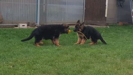 Schäferhund Welpen abzugeben