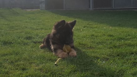 Schäferhund Welpen abzugeben