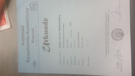 Schäferhund Welpen abzugeben