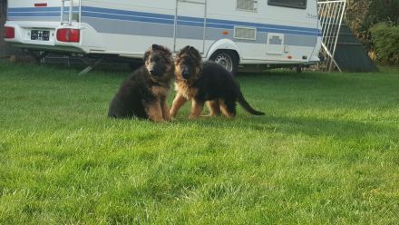 Schäferhund Welpen abzugeben