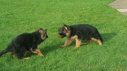 Schäferhund Welpen abzugeben