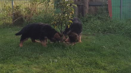 Schäferhund Welpen abzugeben