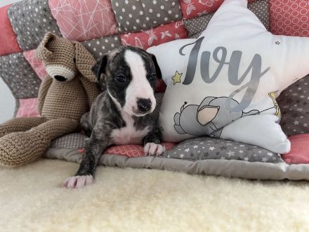 Whippet, Whippet Welpen
