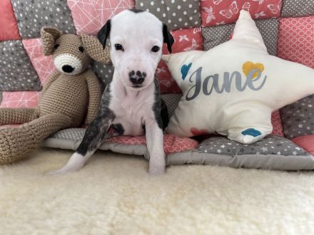 Whippet, Whippet Welpen