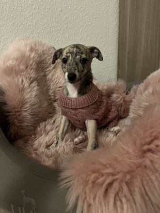 Whippet, Whippet Welpen