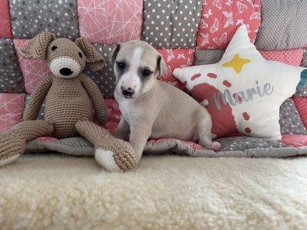 Whippet, Whippet Welpen