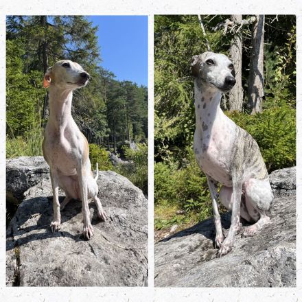 Whippet, Whippet Welpen