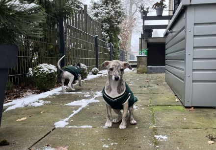 Whippet, Whippet Welpen