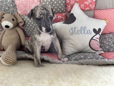 Whippet, Whippet Welpen