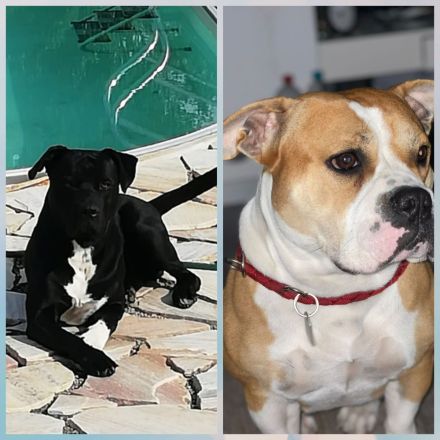 American bully old Englisch Bulldoggen Mix Welpen