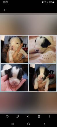 American bully old Englisch Bulldoggen Mix Welpen