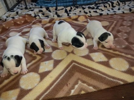 American bully old Englisch Bulldoggen Mix Welpen