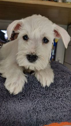 Zwergschnauzerwelpe weiß