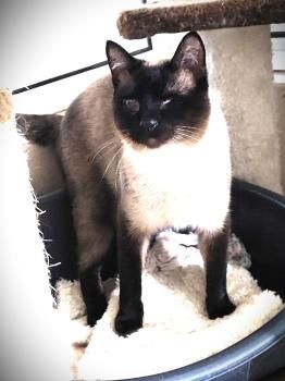 Silvana, einäugig und FelV positiv