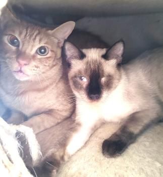 Silvana, einäugig und FelV positiv