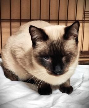 Silvana, einäugig und FelV positiv