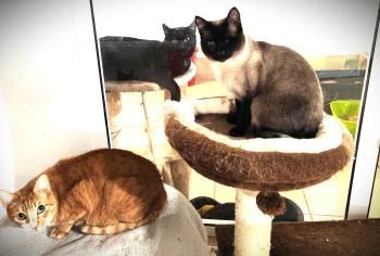 Silvana, einäugig und FelV positiv