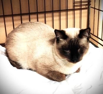 Silvana, einäugig und FelV positiv