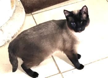 Silvana, einäugig und FelV positiv