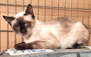 Silvana, einäugig und FelV positiv