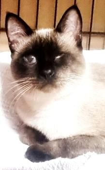 Silvana, einäugig und FelV positiv