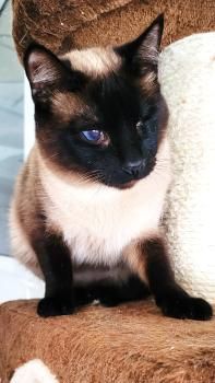 Silvana, einäugig und FelV positiv