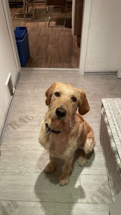 Labradoodle Hündin gesucht