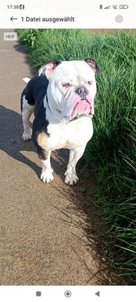 Old English Bulldog Deckrüde