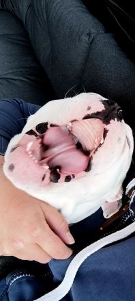 Old English Bulldog Deckrüde