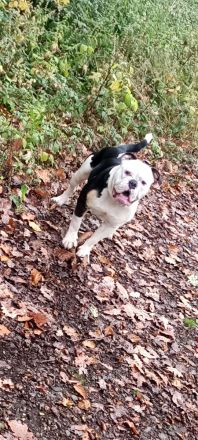 Old English Bulldog Deckrüde