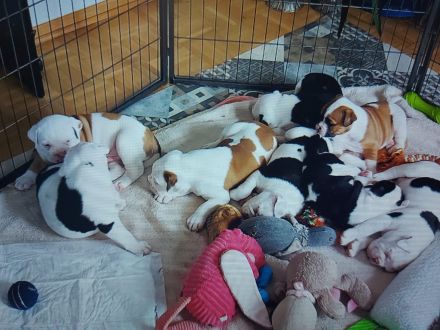 Old English Bulldog Deckrüde