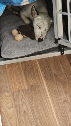 Jackrussel Bullterrier Mischling