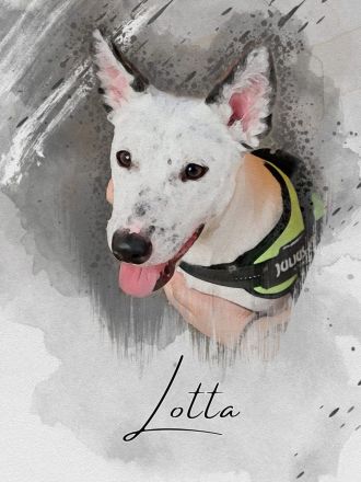 Jackrussel Bullterrier Mischling