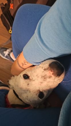 Jackrussel Bullterrier Mischling