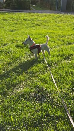 Jackrussel Bullterrier Mischling