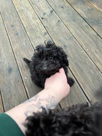 Zwerg Pudel Welpen