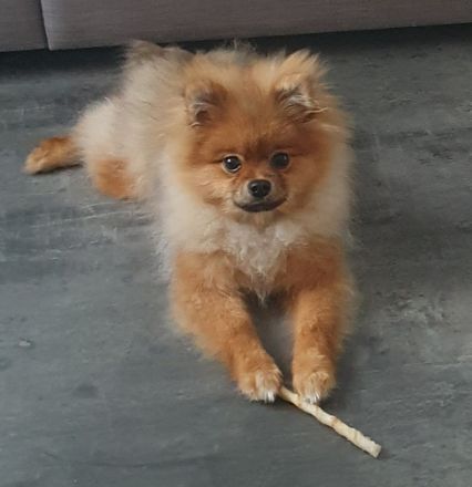 Pomeranische Zwergspitz, 2 Welpen, 6 Monate