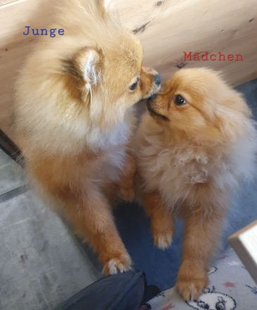 Pomeranische Zwergspitz, 2 Welpen, 6 Monate